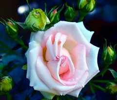 五月の薔薇