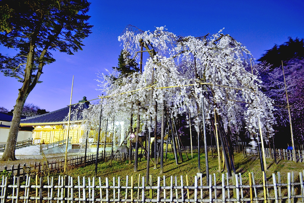 夜桜