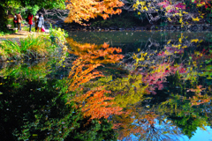 三四郎池の秋