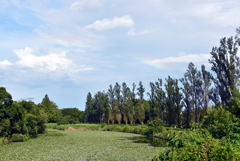 夏の水元公園