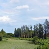 夏の水元公園