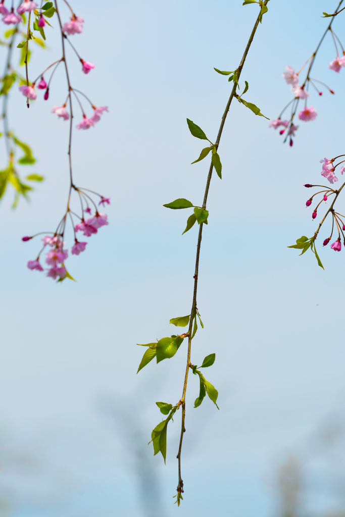 しだれ桜