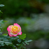 秋バラ
