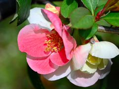庭の花
