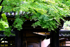 本土寺のモミジ