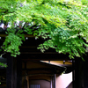 本土寺のモミジ