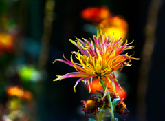 花火