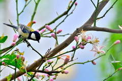 レモンの花が大好き