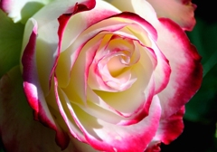 冬薔薇