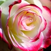 冬薔薇