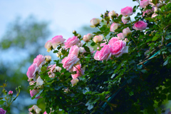 早朝のピンクの薔薇