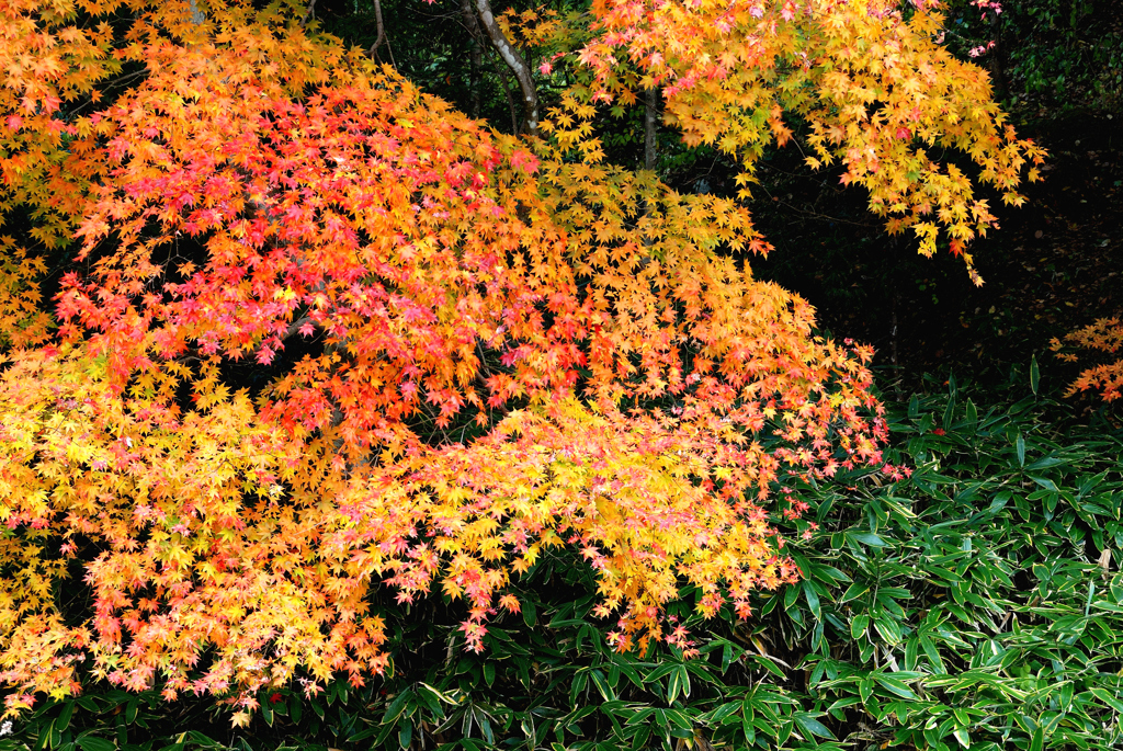 軽井沢の紅葉