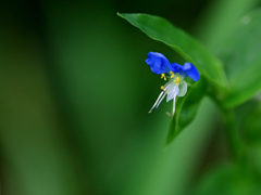 庭の花