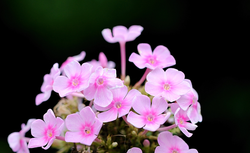 ピンクの花