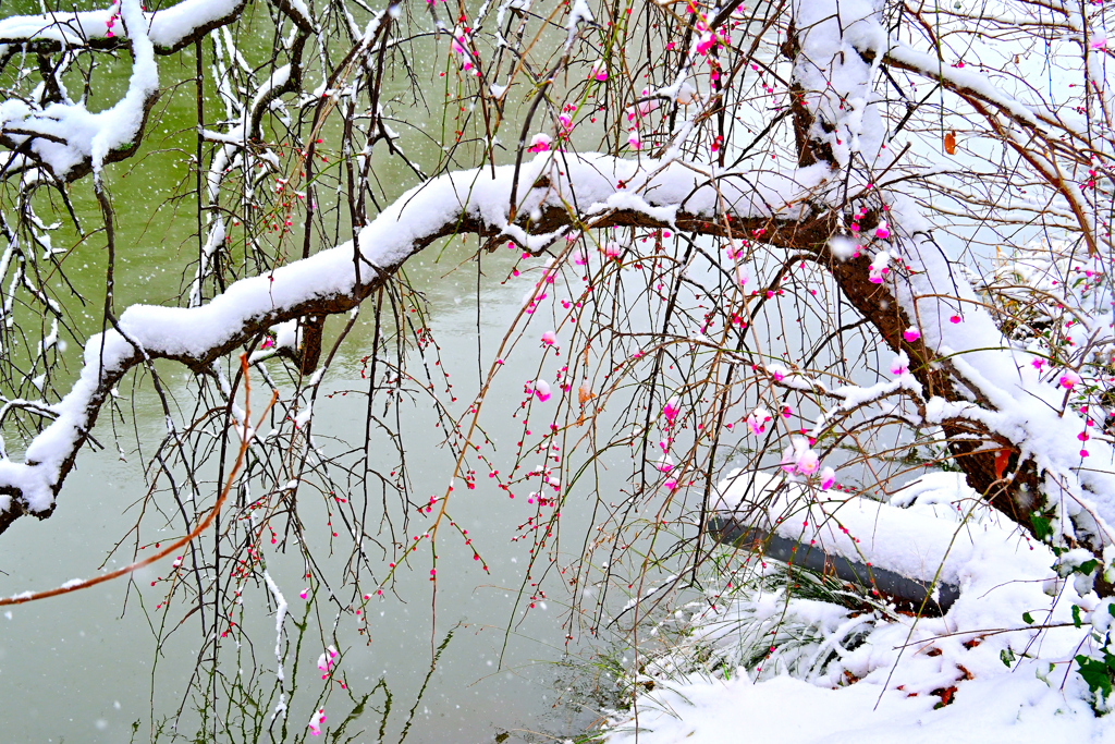 雪のしだれ梅