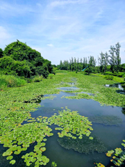 夏の公園