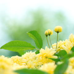 小さな薔薇
