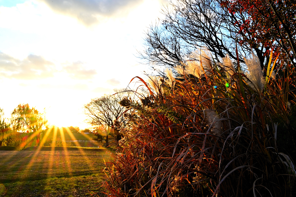 晩秋の光