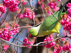 野生化した都会のインコ