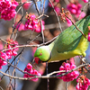 野生化した都会のインコ