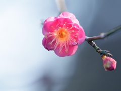 一足早い春