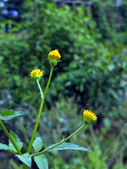 きれい・・・だけど後が怖い