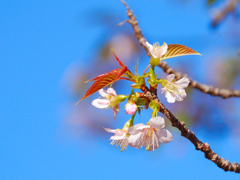 遅咲き十月桜