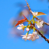 遅咲き十月桜