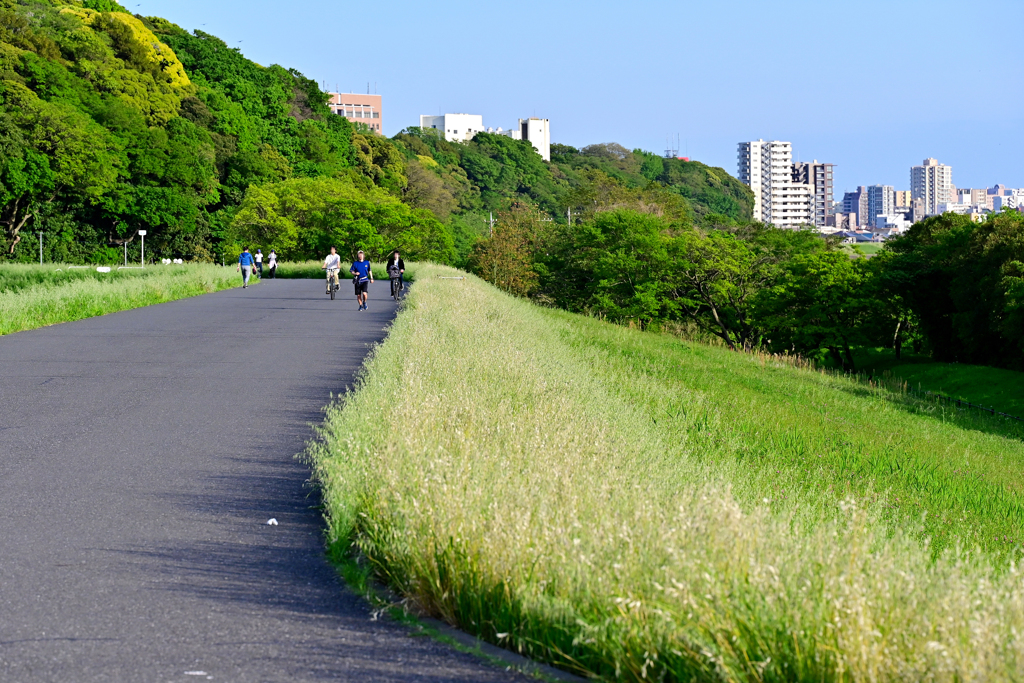 散歩道