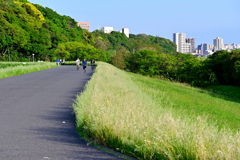 散歩道