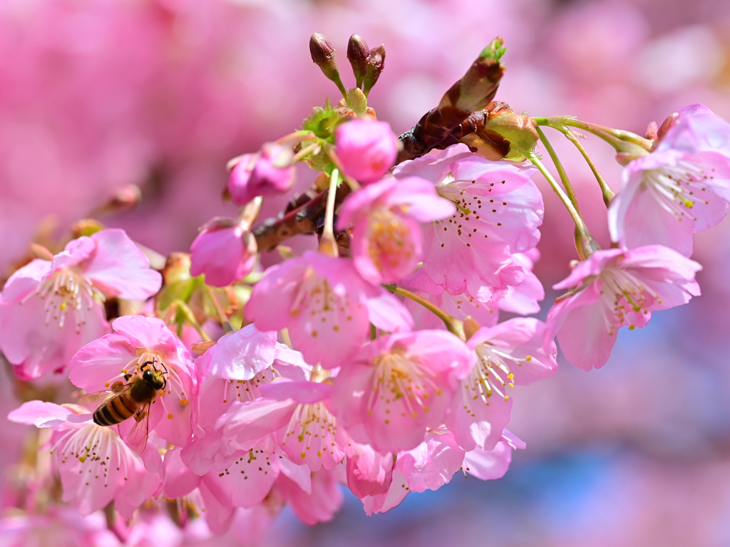桜とミツバチ