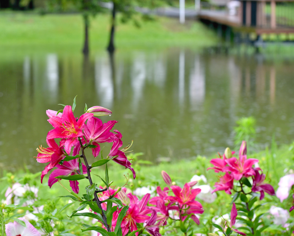 梅雨の花