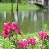 梅雨の花