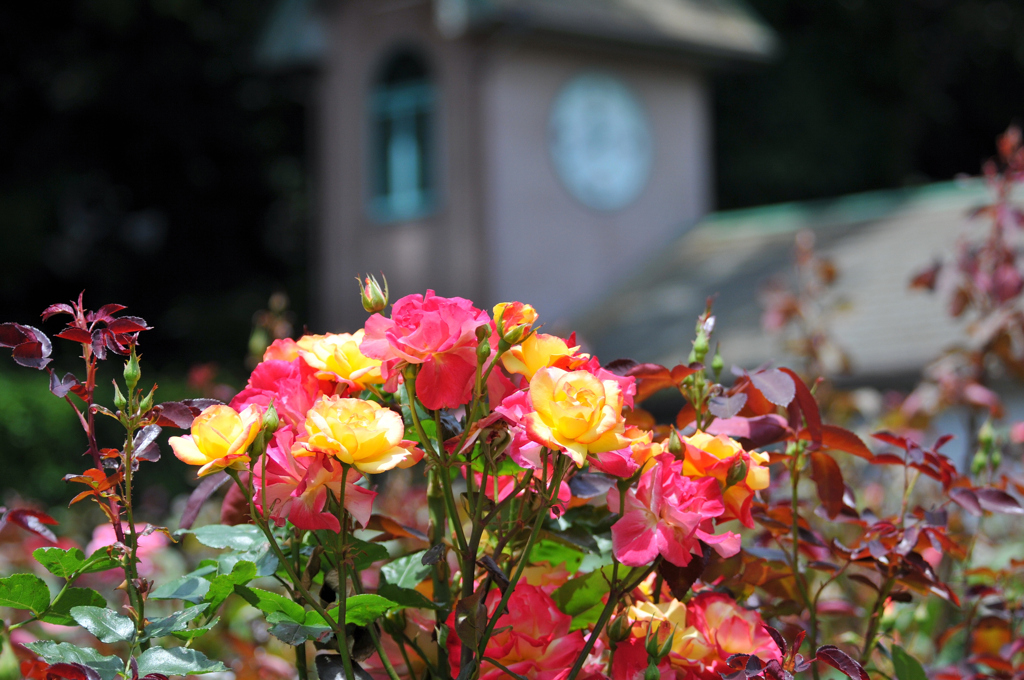 Rose Garden