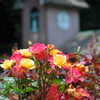 Rose Garden
