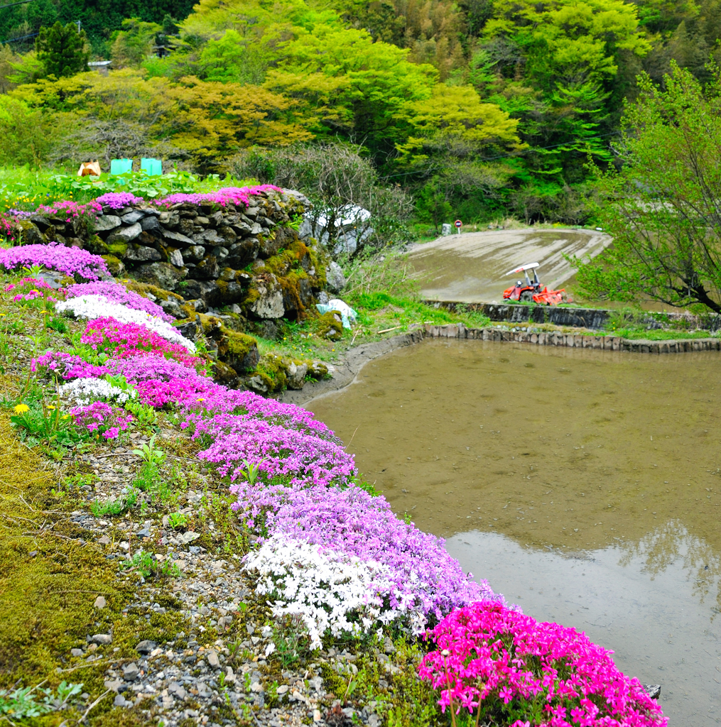 里山の春