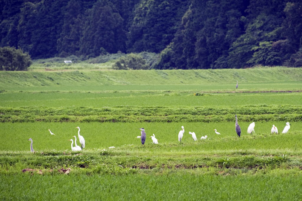 えさ場