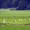 えさ場