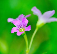 野の花