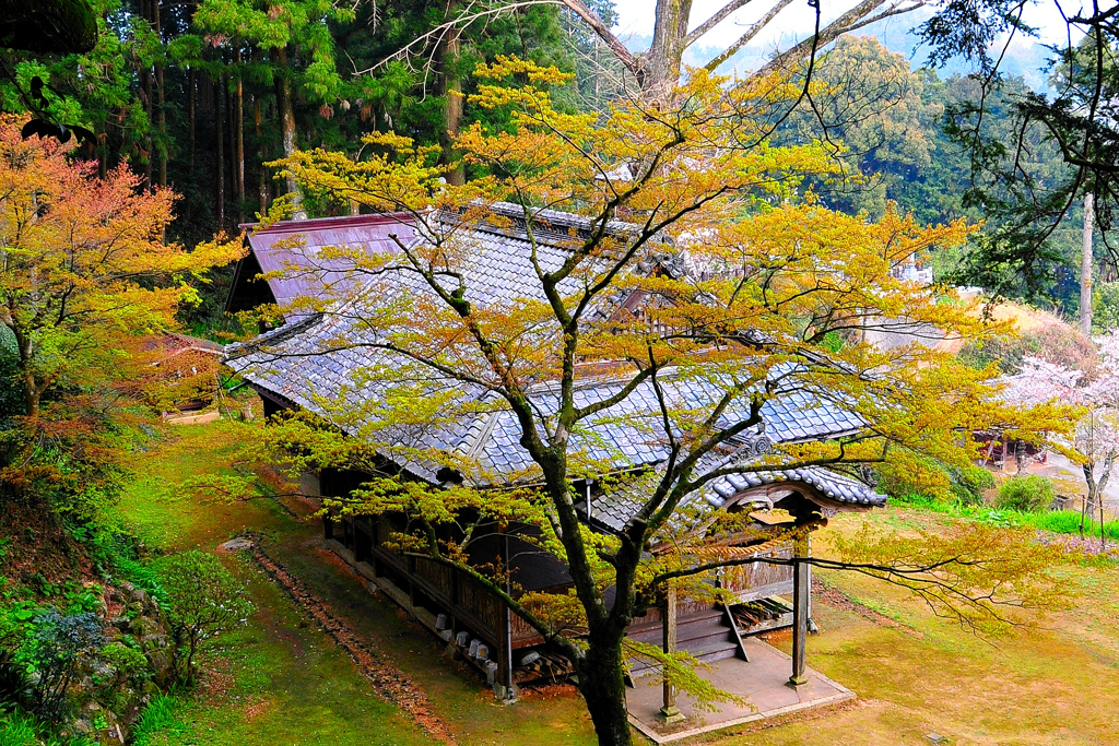 ある神社の春