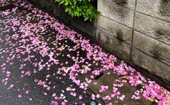 雨に打たれて