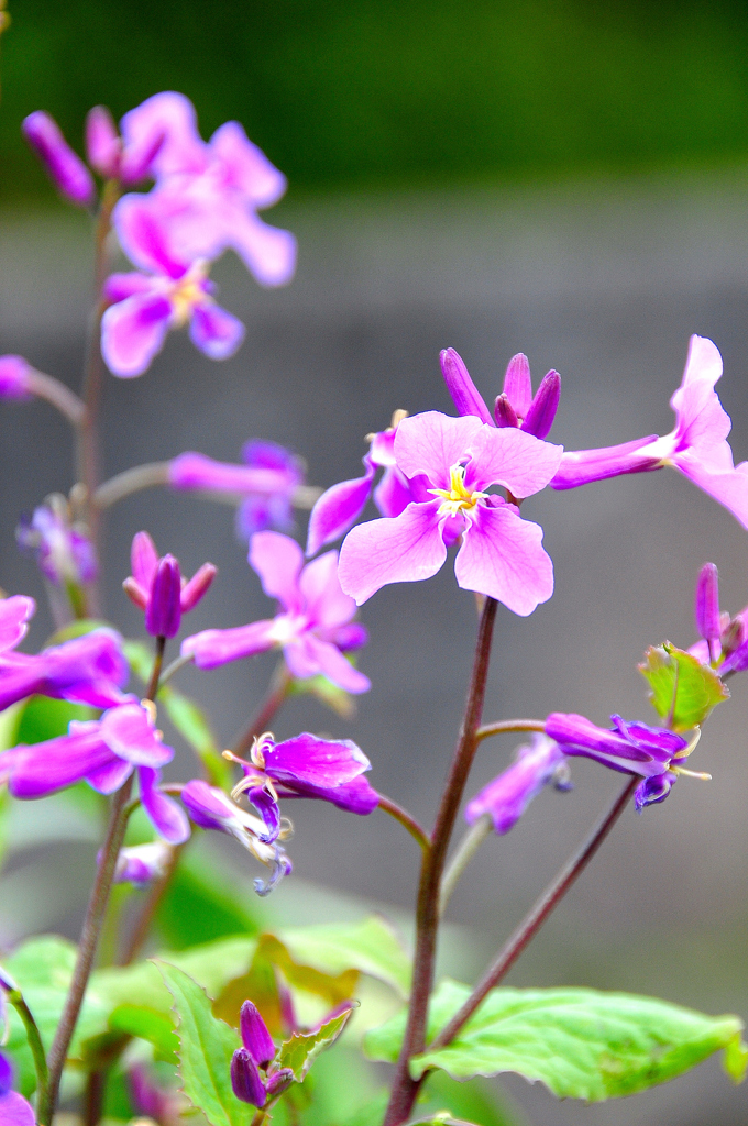 紫花菜