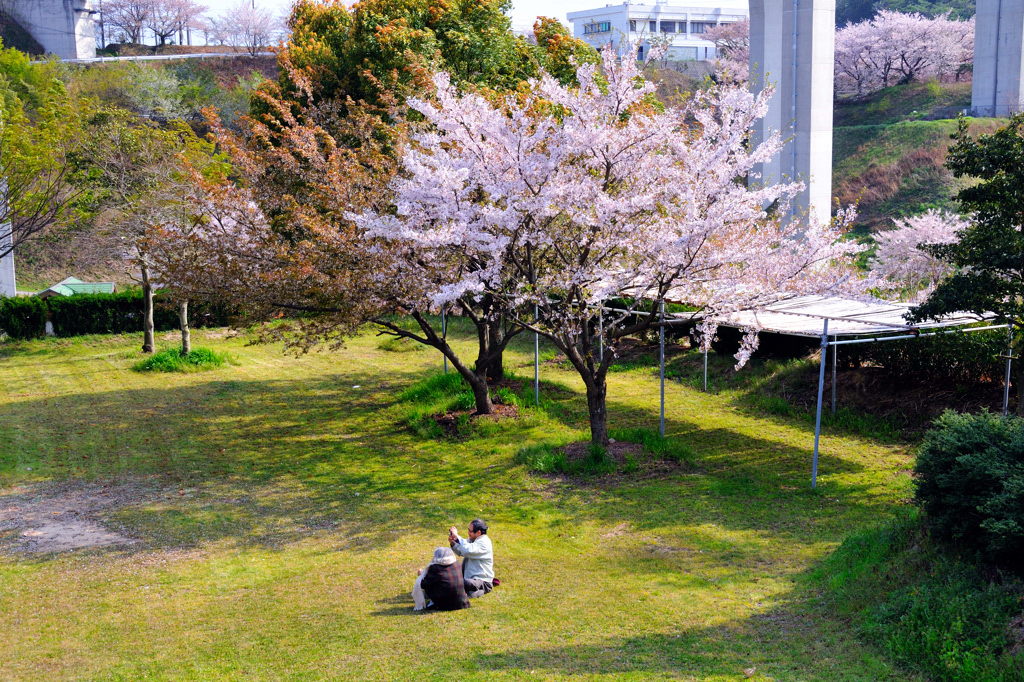 お花見(^.^)