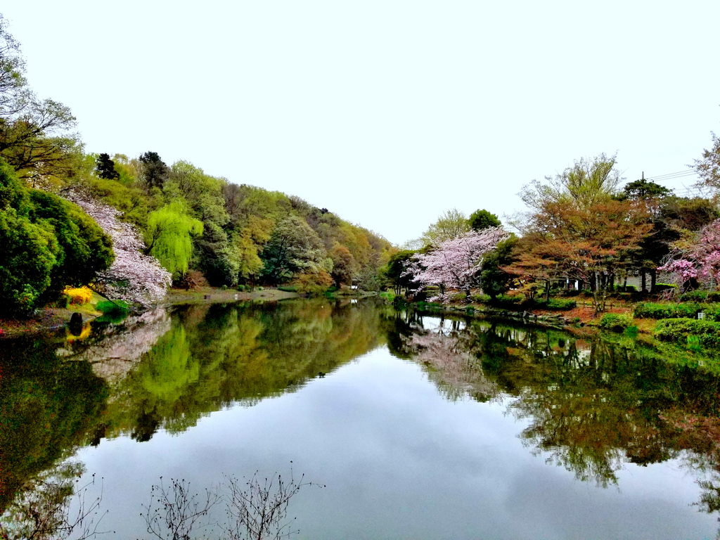 公園とサクラ