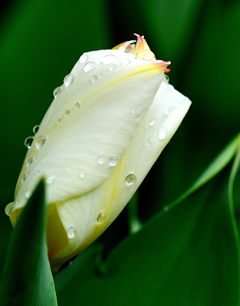 tear drops