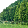 緑色の朝