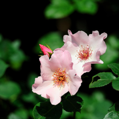 " Dainty Bess "・・・珍しい一重咲きバラ #1