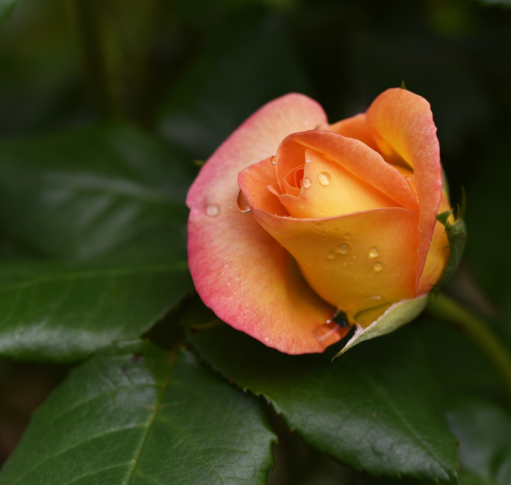 A rose in May