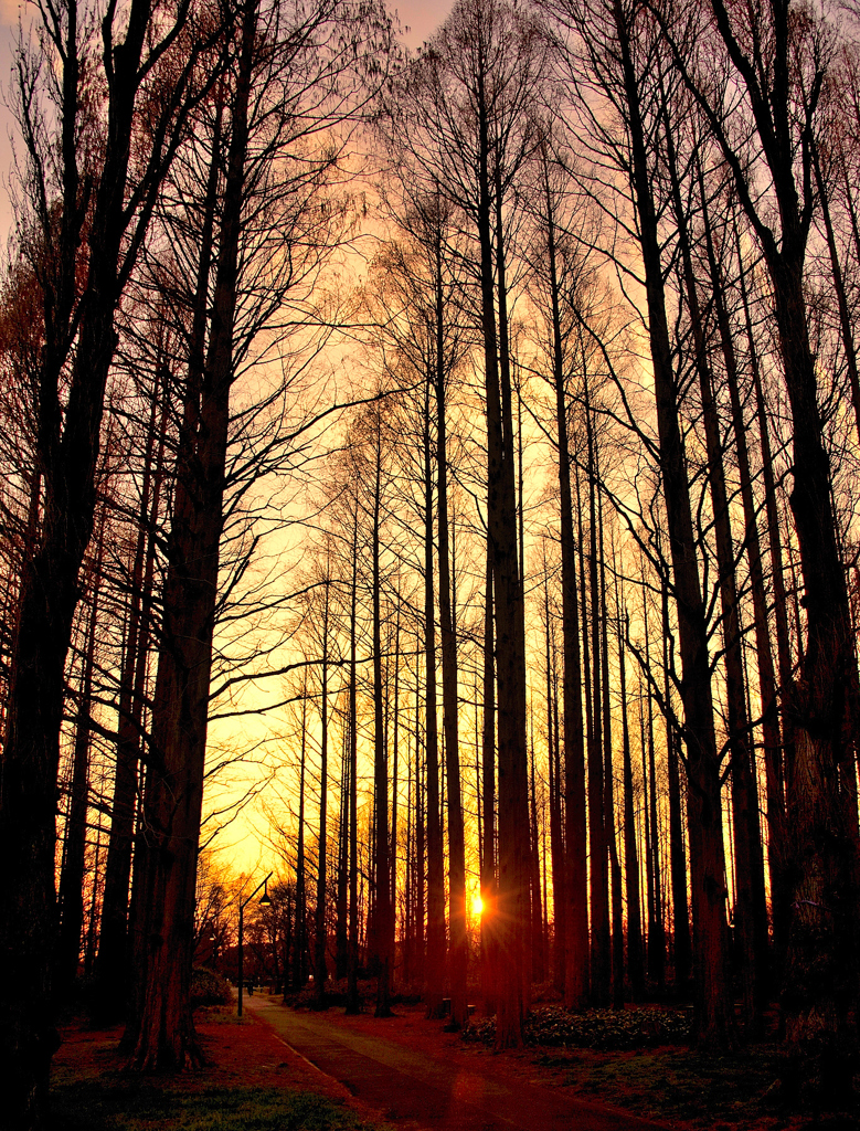 輝くメタセコイアの森