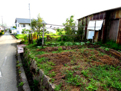 ある菜園